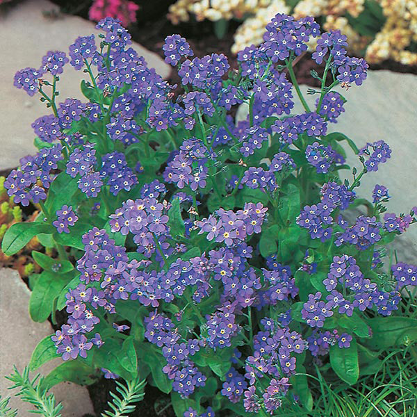 Bouquet of purple flowers with green leaves on a blurred natural background