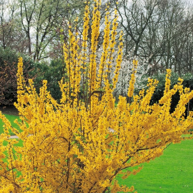 3 x 9cm Potted Plant Forsythia intermedia Minigold Shrub Plants