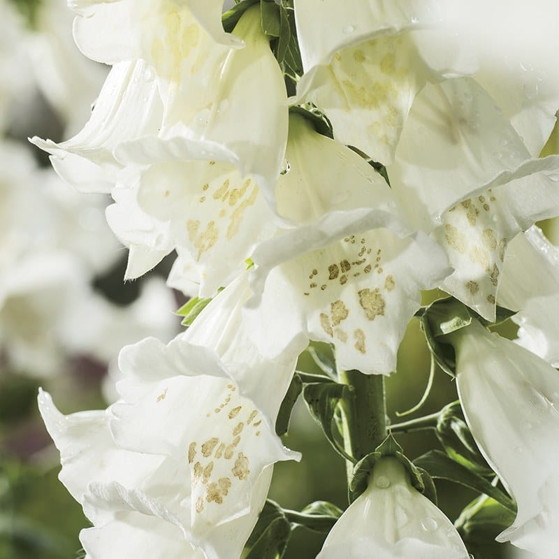 Foxglove Alba Seeds