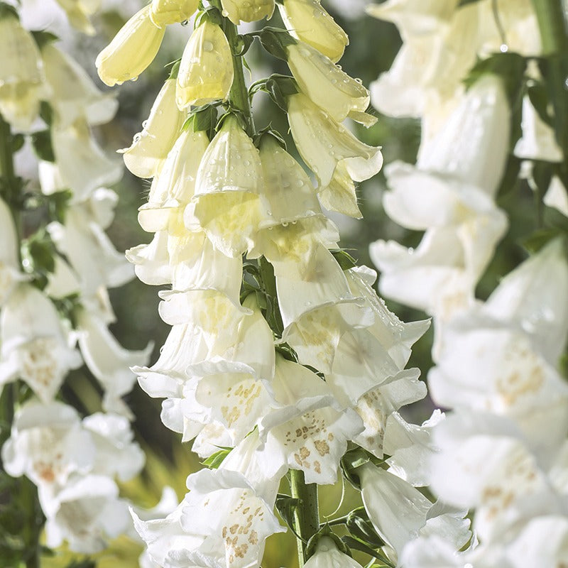 Close-up of white foxglove flowers with green leaves.