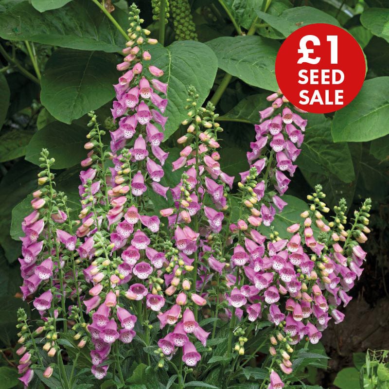 Foxglove Bubbly Pink F1 Seeds