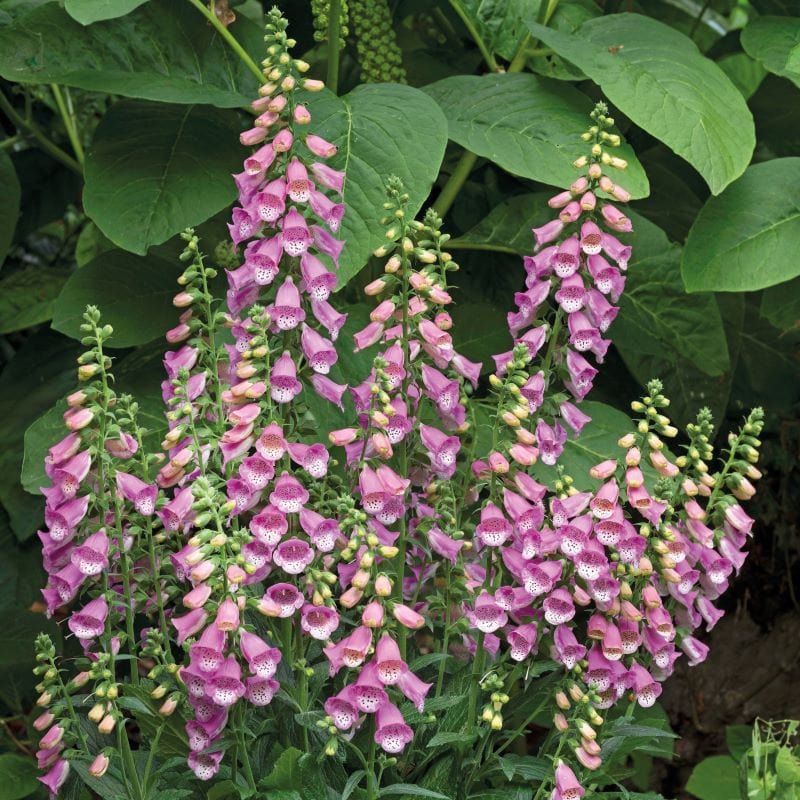 Foxglove Bubbly Pink F1 Seeds