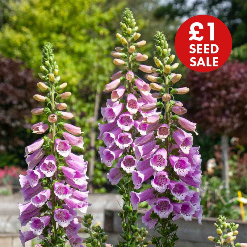 Foxglove Dottie Warm Rose F1 Seeds