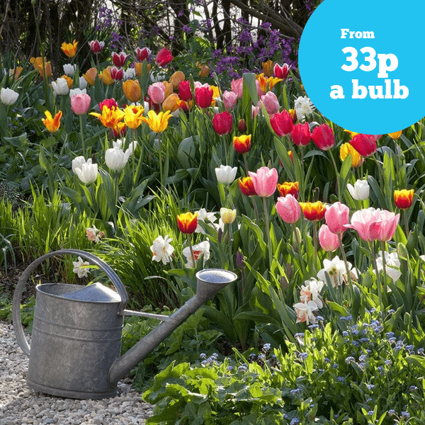 Mixed Tulip Bulbs