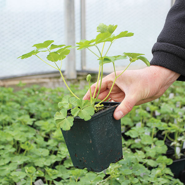 Fuchsia Delta's Sarah Plants