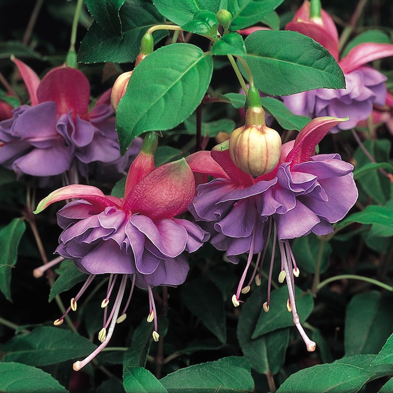 Fuchsia Giant Flowering Trailing Collection