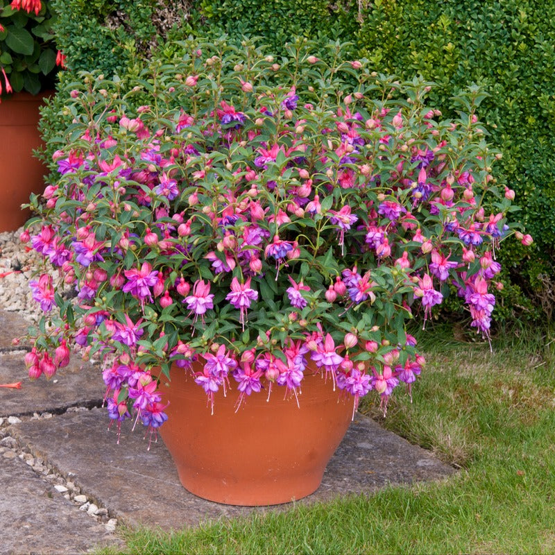 Fuchsia (Bush) Collection