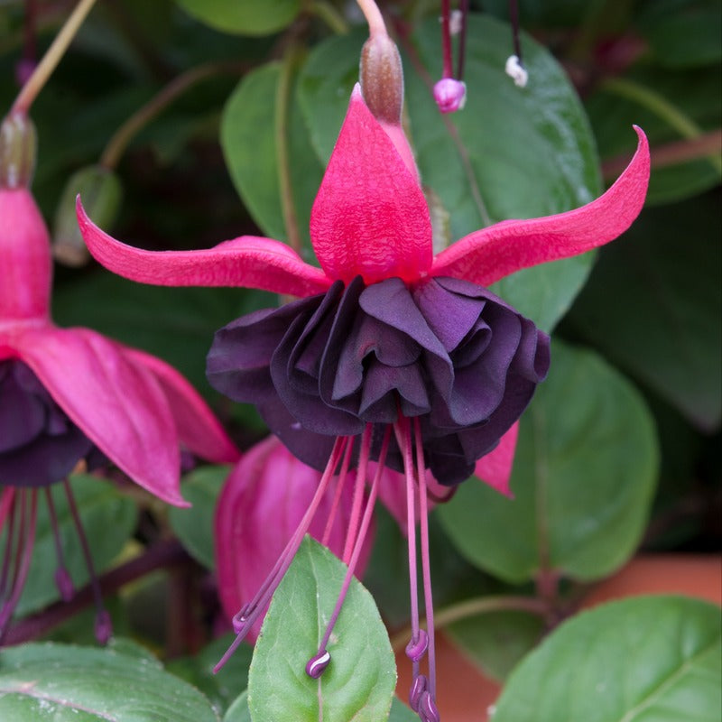 Fuchsia (Bush) Blacky Flower Plants