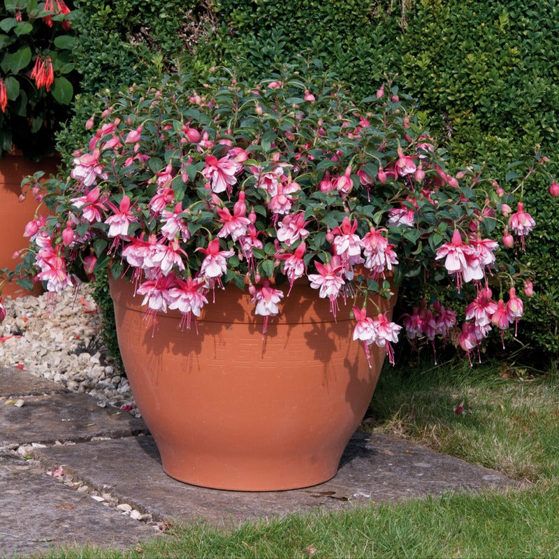 Fuchsia (Bush) Spion Kop Flower Plants