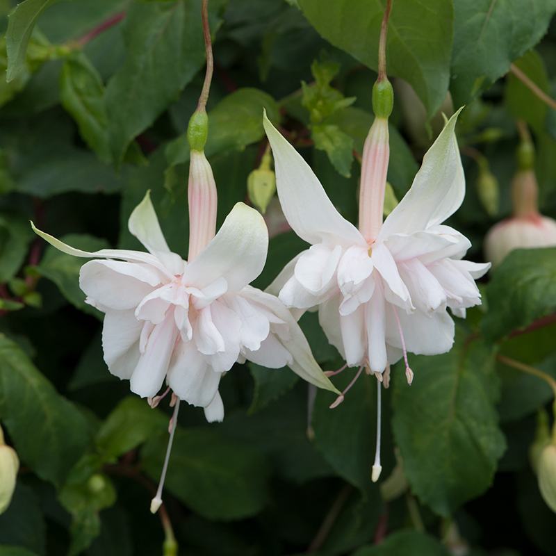 Fuchsia (Giant Trailing) Flower Plant Collection