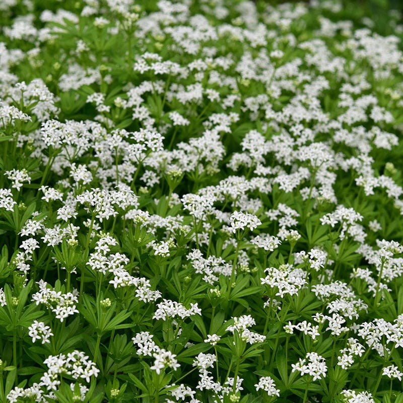 Galium odoratum Flower Plant