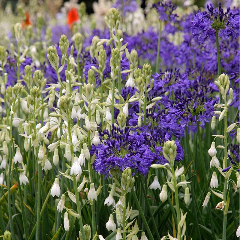 Galtonia candicans Viridflora Flower Bulbs