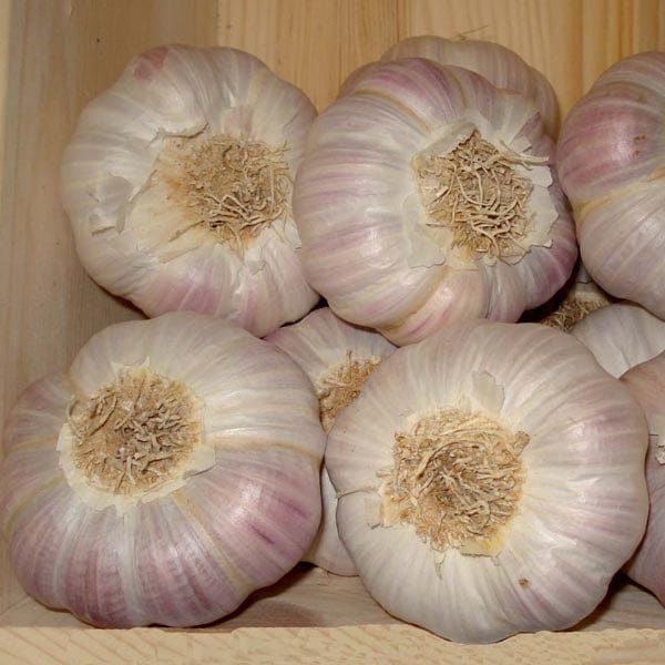 Garlic Lautrec Wight Bulbs (Hardneck)