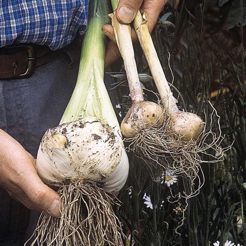 Elephant Garlic Cloves