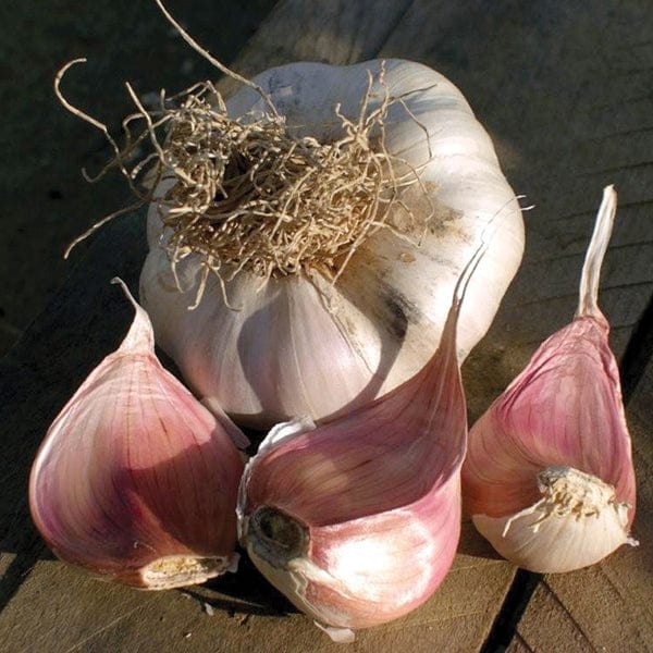 Garlic Picardy Wight Bulbs (Softneck)