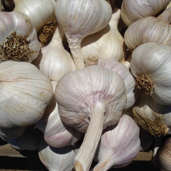 Garlic Carcassonne Wight Bulbs (Hardneck)