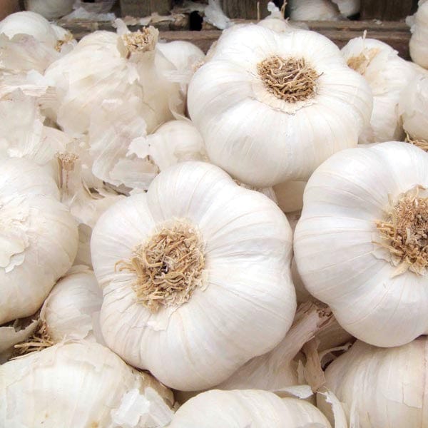 Garlic Provence Wight Bulbs (Softneck)
