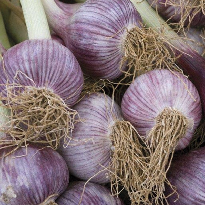 Garlic Caulk Wight Bulbs (Hardneck)