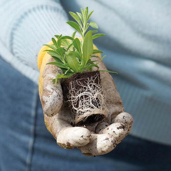Hand holding a small plant with visible roots against a blurred background