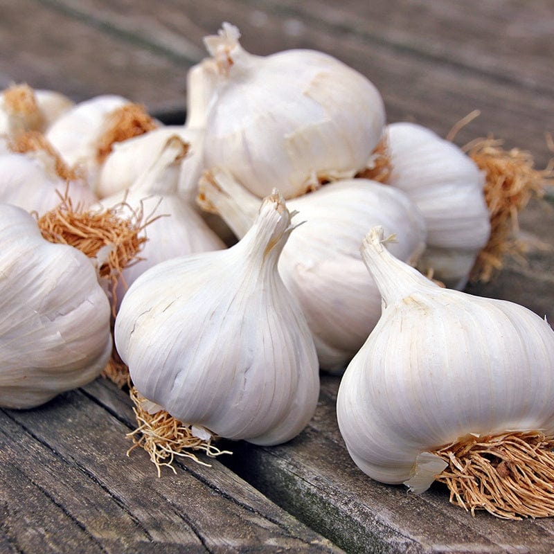 Garlic Mersley Wight bulbs (Softneck)