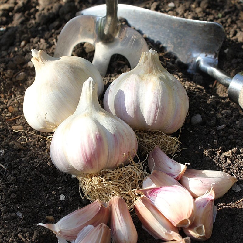 Garlic Kingsland Wight Bulbs (Hardneck)