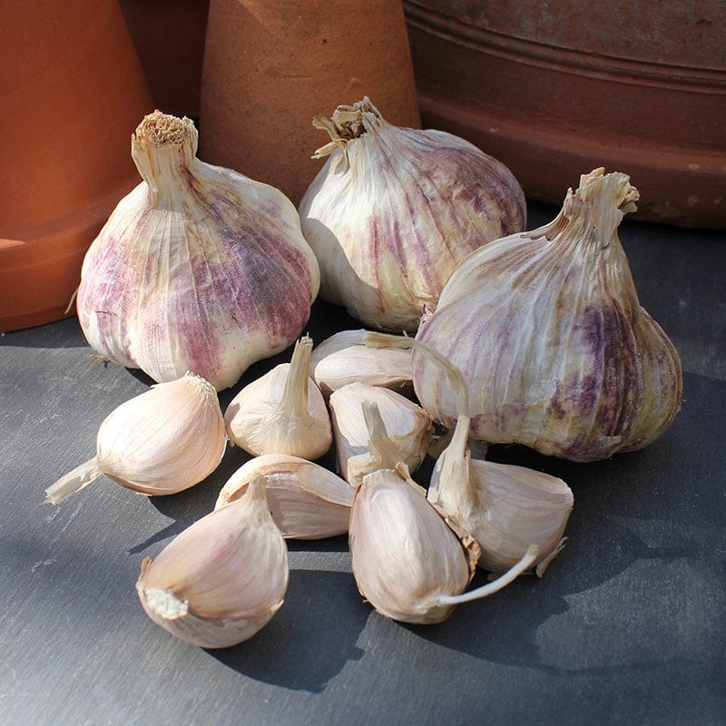 Garlic Rhapsody Wight Bulbs (Softneck)