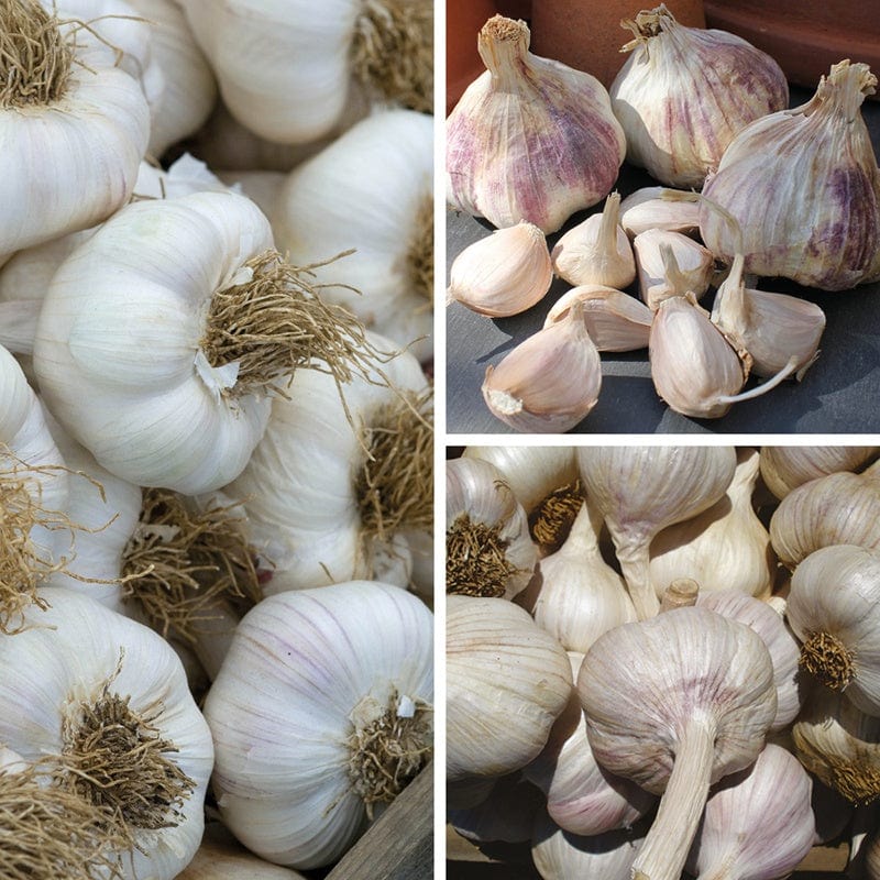 Long Harvest Garlic Collection