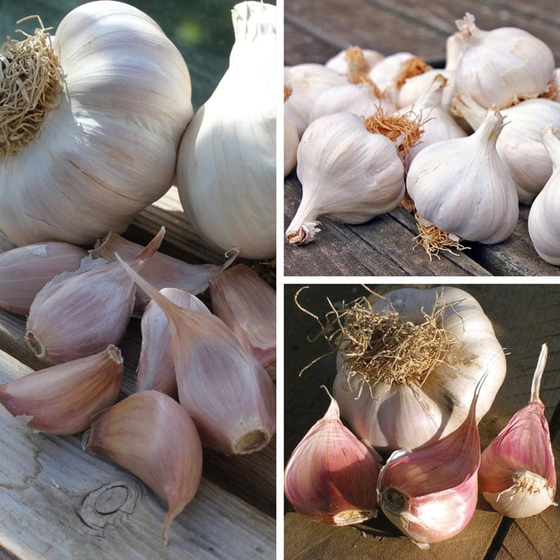Spring Planting Garlic Collection