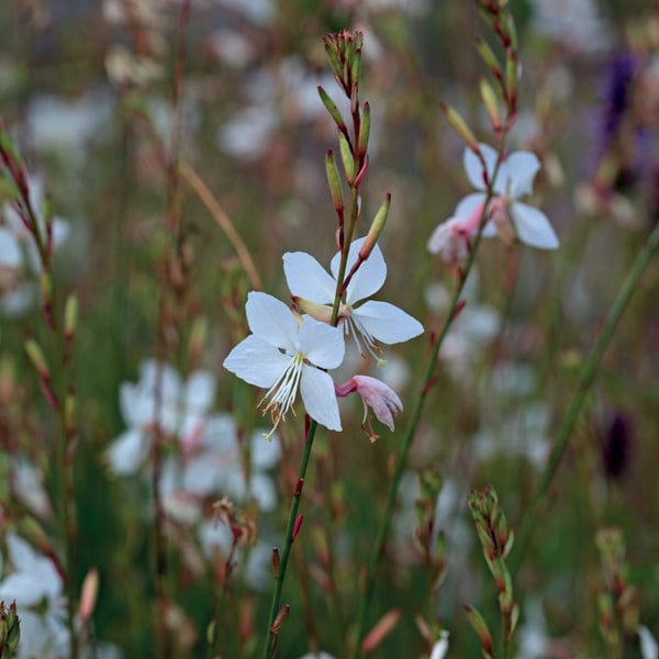 1 Potted 9cm Plant Gaura lindhiemeri The Bride Flower Plants