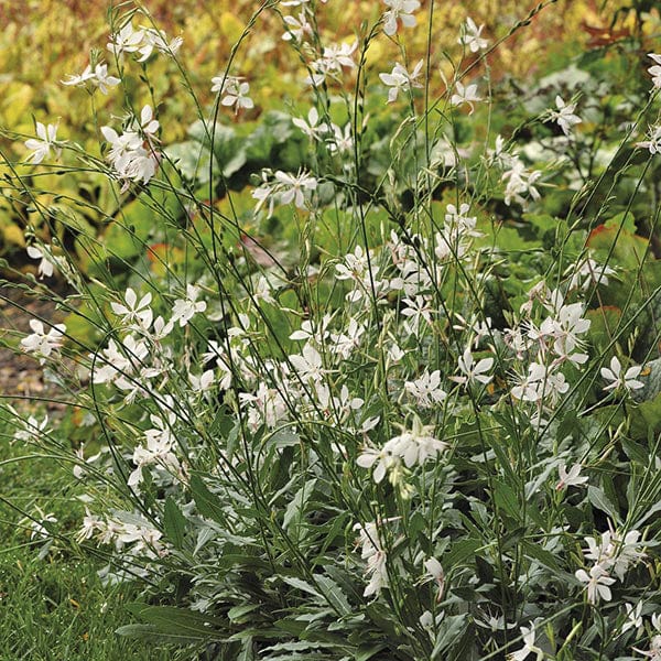 Gaura Sparkle White Flower Plants