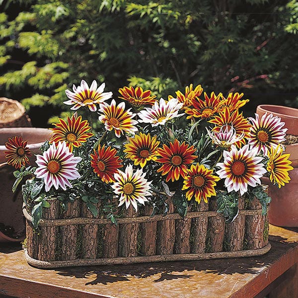 Gazania Daybreak Tiger Mixed F1 Flower Plants