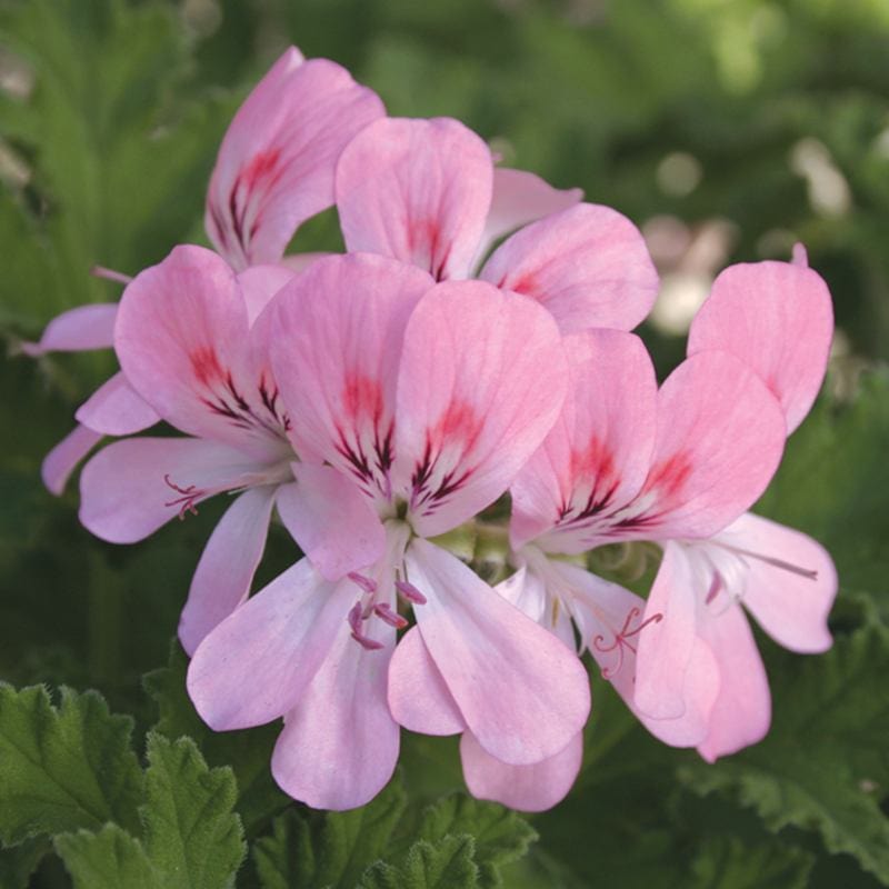 3 x 9cm Plants Pelargonium Scented Sweet Mimosa Flower Plants