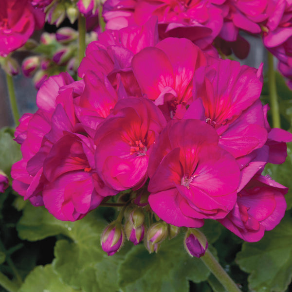 Close-up of vibrant pink flowers with green leaves in the background