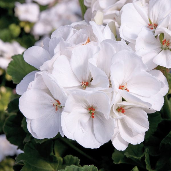 Pelargonium Designer White Flower Plants