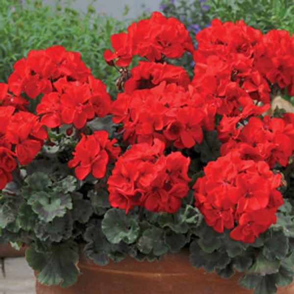 Pelargonium Designer Scarlet Flower Plants