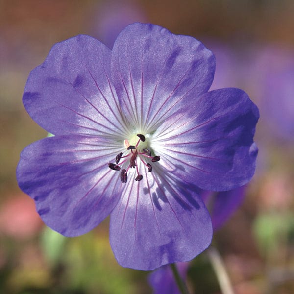 Geranium Rozanne Plant