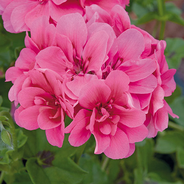 Close-up of pink flowers with green leaves in the background