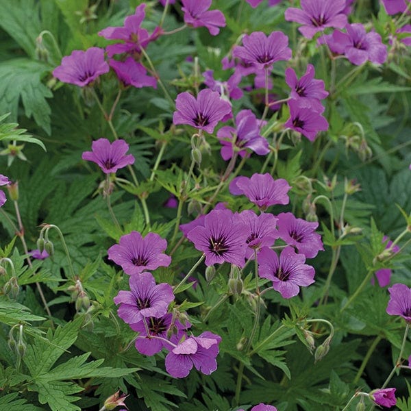 Geranium Ann Folkard Plant