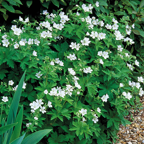 Geranium sylvaticum album Plant