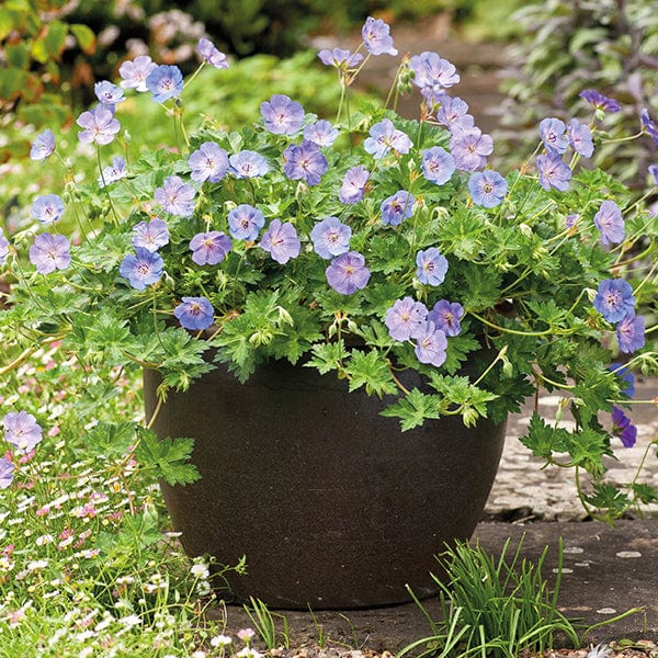 Geranium Azure Rush Flower Plants