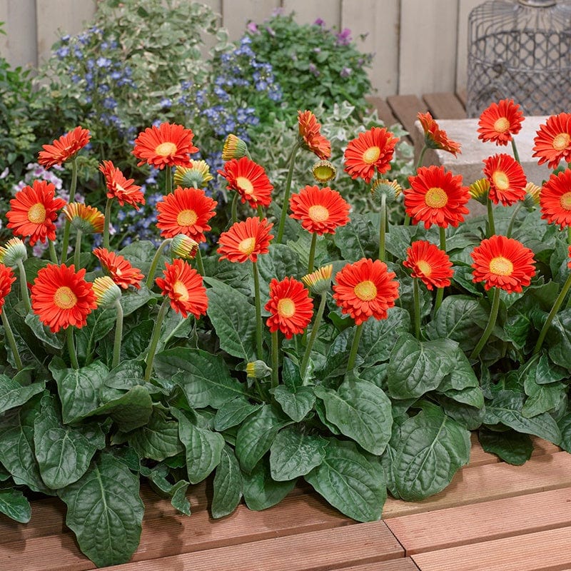 3 Young Plants Gerbera Garvinea Sweet Glow Flower Plants