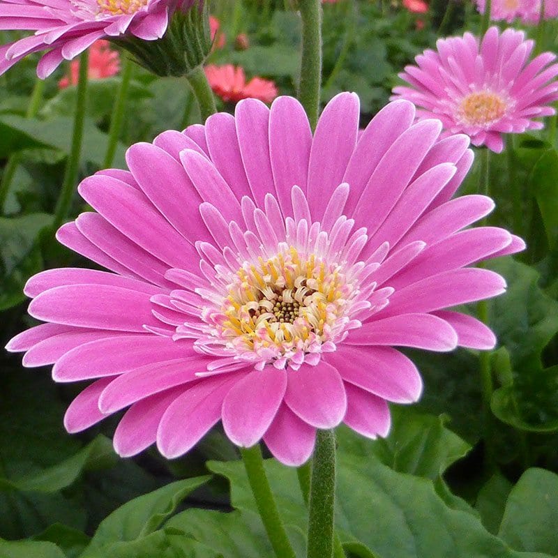 Gerbera Garvinea Flower Plant Collection