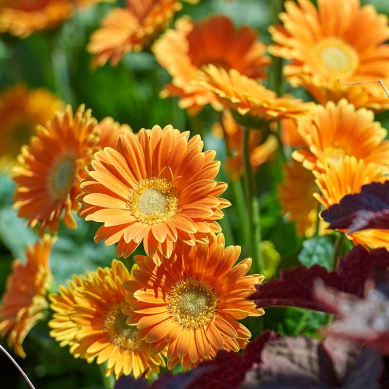 3 Young Plants Gerbera Garvinea Sweet Caroline Flower Plants