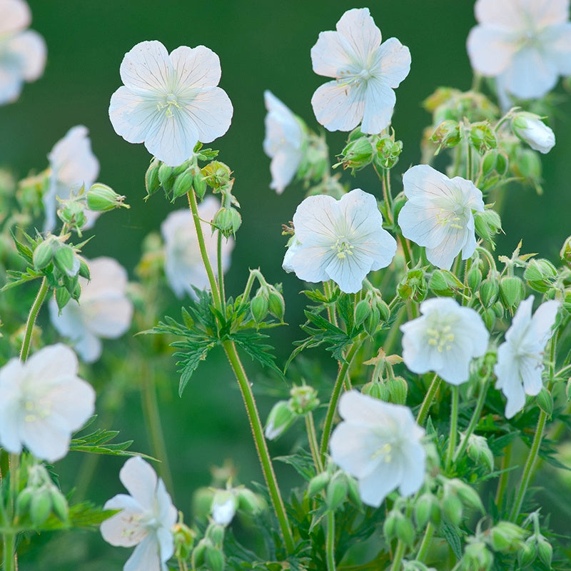 Geranium Galactic Flower Plants