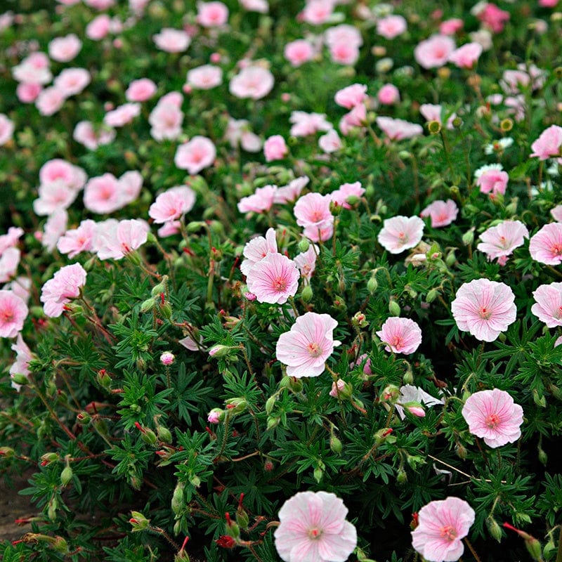 Geranium sanguineum var. striatum Flower Plants