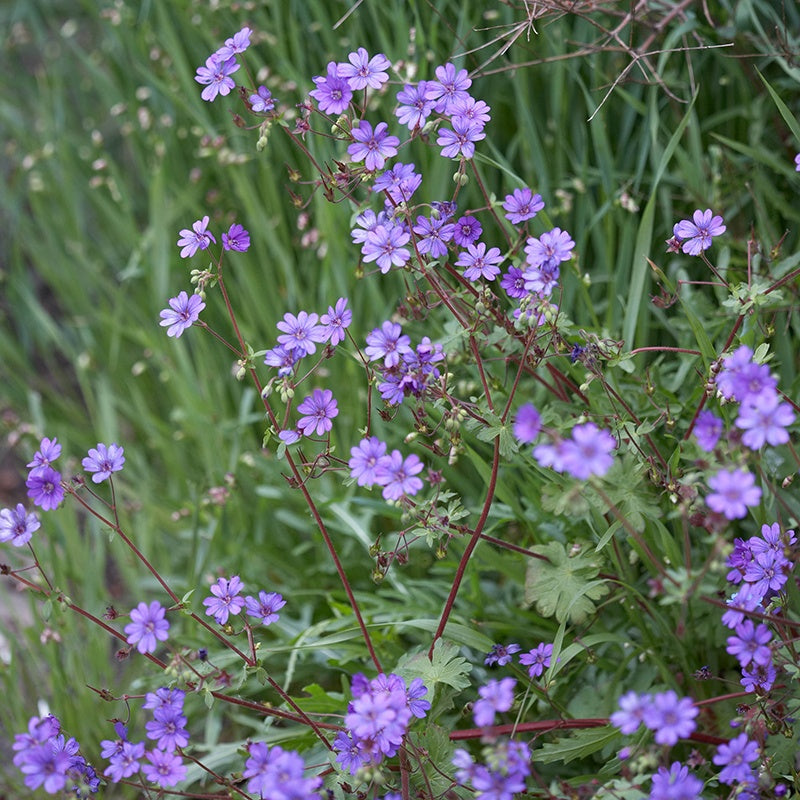 Geranium Pyrenaicum Bill Wallis Plants