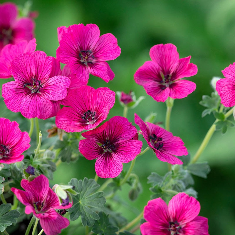 Geranium cinereum Jolly Jewel Raspberry Plants