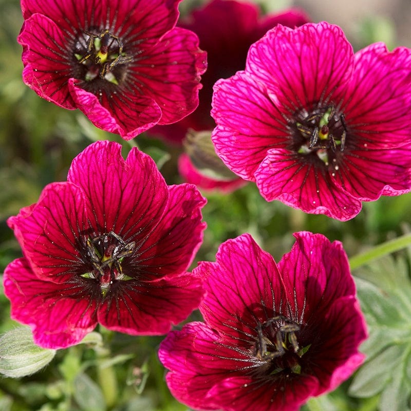 Geranium cinereum Jolly Jewel Purple Flower Plants