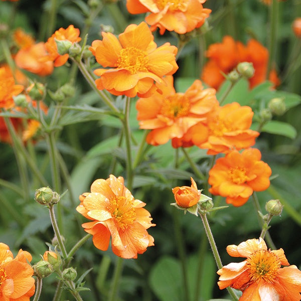 Close-up of bright orange flowers with green leaves in the background