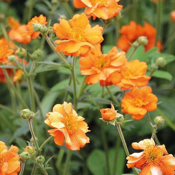 1 Potted 9cm Plant Geum Totally Tangerine Flower Plants